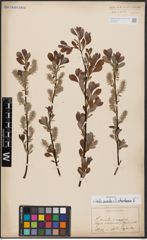 Salix aurita L. x Salix starkeana Willd.